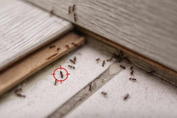 Best Exterminator Services  in Calumet, PA